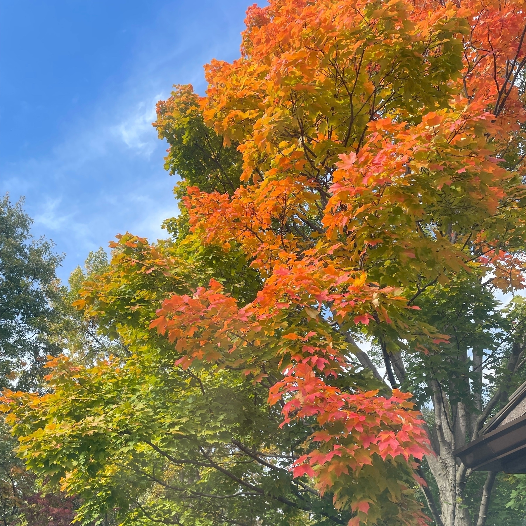 Maple trees in fall color